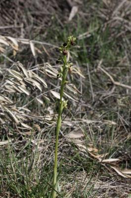  Ophrys L., 1753