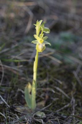  Ophrys L., 1753