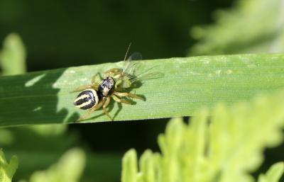 Heliophanus melinus L. Koch, 1867