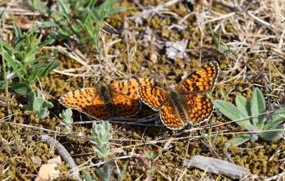 Mélitée des Centaurées (La), Grand Damier (Le) Melitaea phoebe (Denis & Schiffermüller, 1775)