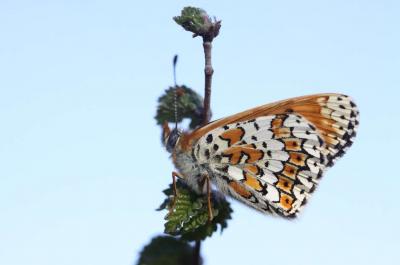 Mélitée du Plantain (La), Déesse à ceinturons (La) Melitaea cinxia (Linnaeus, 1758)