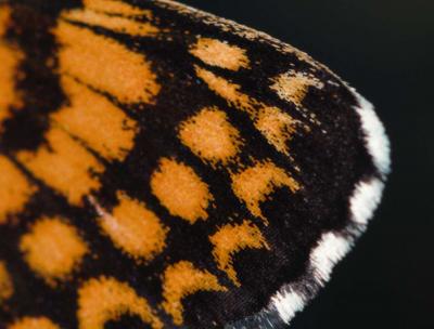 Mélitée du Plantain (La), Déesse à ceinturons (La) Melitaea cinxia (Linnaeus, 1758)