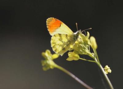 Aurore de Provence (L') Anthocharis euphenoides Staudinger, 1869