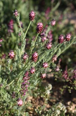Fumeterre en épi Platycapnos spicata (L.) Bernh., 1833