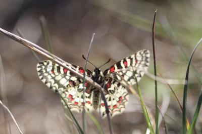 Proserpine (La), Thaïs écarlate (La), Proserpine d Zerynthia rumina (Linnaeus, 1758)