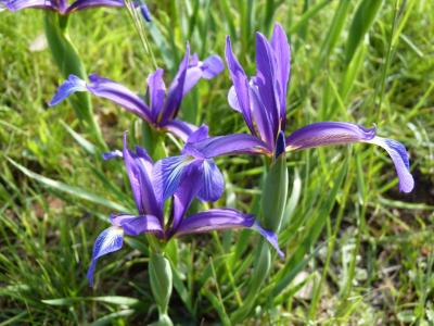 Iris maritime Iris reichenbachiana Klatt, 1866
