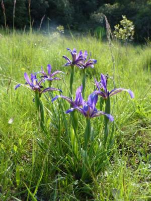 Iris maritime Iris reichenbachiana Klatt, 1866