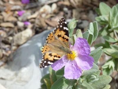 Vanesse des Chardons (La), Belle-Dame (La), Vaness Vanessa cardui (Linnaeus, 1758)