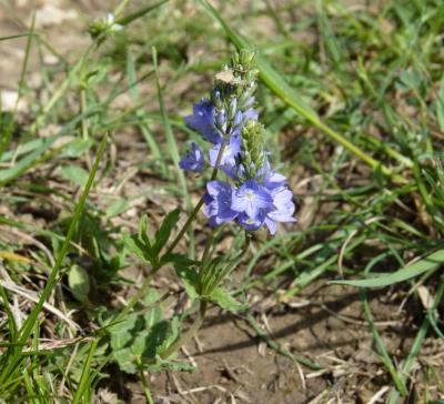 Véronique d'Autriche Veronica austriaca L., 1759