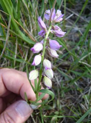 Polygala commun, Polygala vulgaire Polygala vulgaris L., 1753