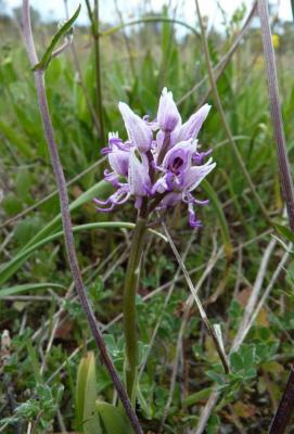 Orchis singe Orchis simia Lam., 1779