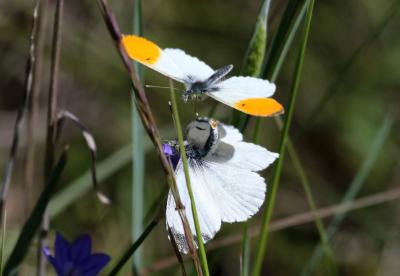 Aurore (L') Anthocharis cardamines (Linnaeus, 1758)