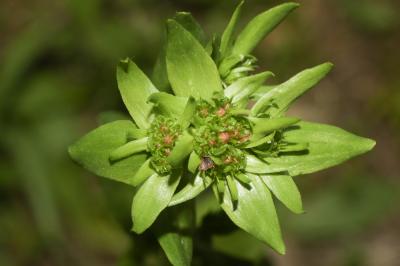 Petite centaurée commune, Erythrée Centaurium erythraea Rafn, 1800