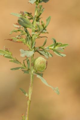 Zeuxidiplosis giardi (Kieffer, 1896)