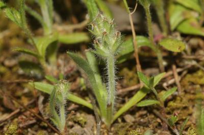 Plantain de Bellardi Plantago bellardii All., 1785