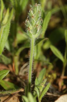Plantain de Bellardi Plantago bellardii All., 1785