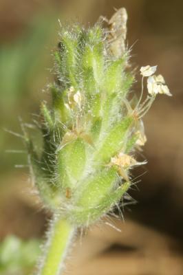 Plantain de Bellardi Plantago bellardii All., 1785