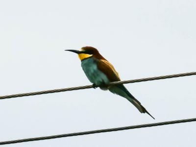Guêpier d'Europe Merops apiaster Linnaeus, 1758