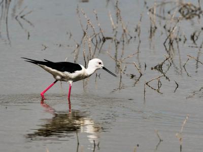 Echasse blanche Himantopus himantopus (Linnaeus, 1758)