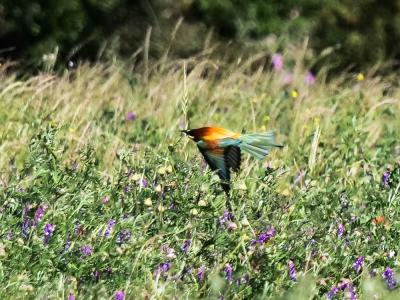 Guêpier d'Europe Merops apiaster Linnaeus, 1758