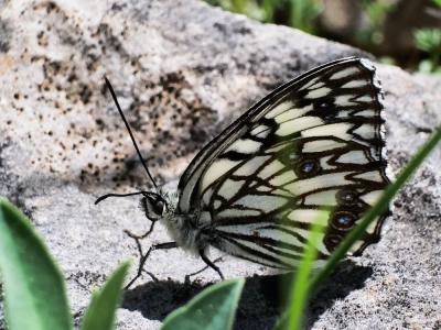 Échiquier d'Occitanie (L'), Demi-Deuil occitan (Le Melanargia occitanica (Esper, 1793)
