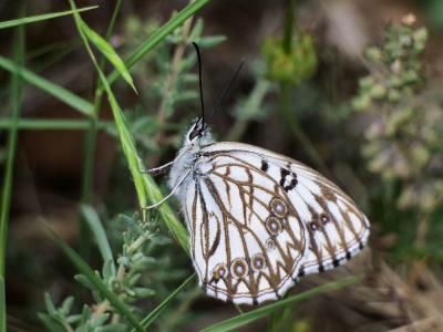 Échiquier d'Occitanie (L'), Demi-Deuil occitan (Le Melanargia occitanica (Esper, 1793)