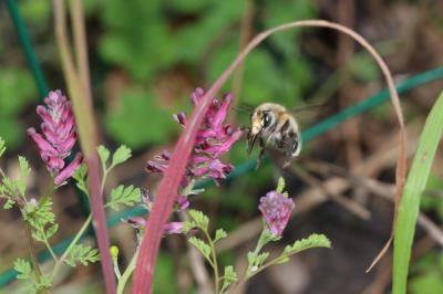 Anthophore commune, Anthophore plumeuse, Anthophor Anthophora plumipes (Pallas, 1772)