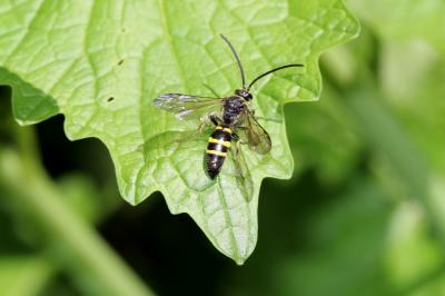  Argogorytes mystaceus (Linnaeus, 1760)