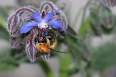 Bourdon des champs Bombus pascuorum (Scopoli, 1763)