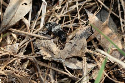 Staphylin noir et cendré Creophilus maxillosus (Linnaeus, 1758)