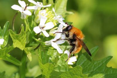  Criorhina berberina (Fabricius, 1805)