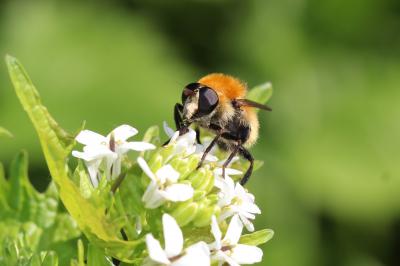  Criorhina berberina (Fabricius, 1805)