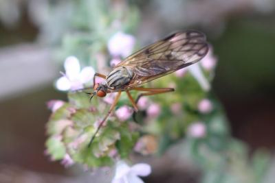  Empis confusa Loew, 1865