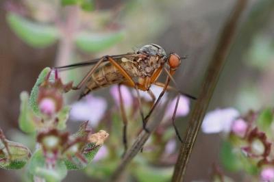  Empis confusa Loew, 1865