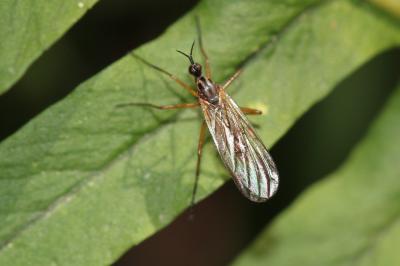  Empis trigramma Wiedemann in Meigen, 1822