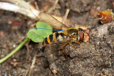  Epistrophe nitidicollis (Meigen, 1822)