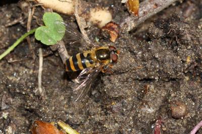  Epistrophe nitidicollis (Meigen, 1822)