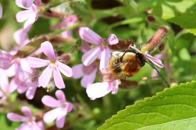  Eucera Scopoli, 1770