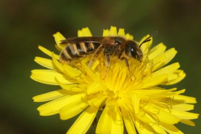  Halictus scabiosae (Rossi, 1790)