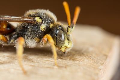  Nomada basalis Herrich-Schäffer, 1839