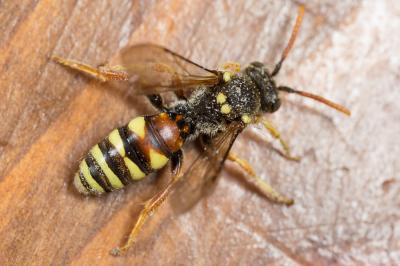 Nomada basalis Herrich-Schäffer, 1839