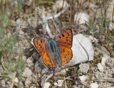 Cuivré flambloyant (Le) Lycaena alciphron gordius (Sulzer, 1776)