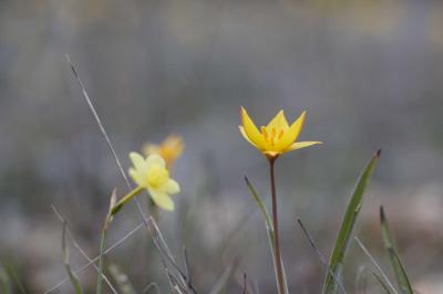 Tulipe des Alpes, Tulipe du Midi Tulipa sylvestris subsp. australis (Link) Pamp., 1914