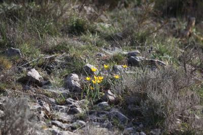 Tulipe des Alpes, Tulipe du Midi Tulipa sylvestris subsp. australis (Link) Pamp., 1914