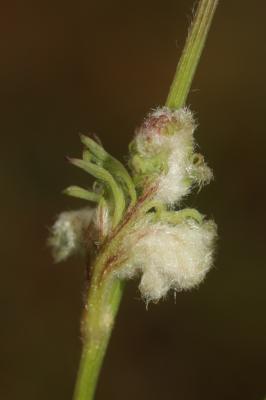  Aceria sanguisorbae (Canestrini, 1892)