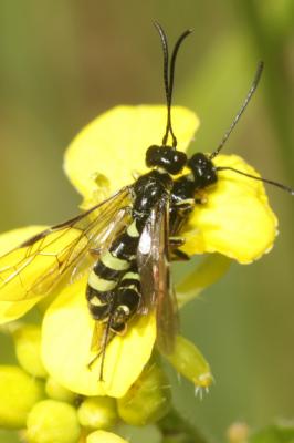  Cephus pygmeus (Linnaeus, 1767)
