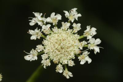 Oenanthe fistuleuse Oenanthe fistulosa L., 1753