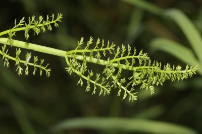 Oenanthe fistuleuse Oenanthe fistulosa L., 1753