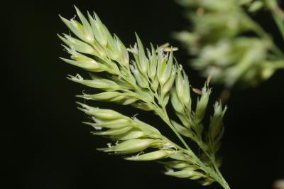 Baldingère faux-roseau, Fromenteau Phalaris arundinacea L., 1753