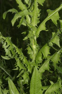 Crépide élégante, Crépide jolie Crepis pulchra L., 1753